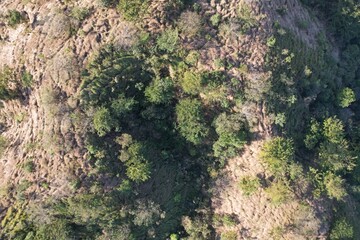 Imagem aérea obtida com sobrevoo de drone de uma área desmatada em recuperação florestal.