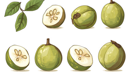 Illustration of green fruit with leaves, showcasing different stages of fruit development.