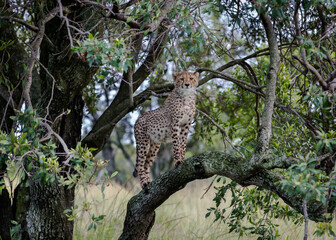 An Unusual Sight: Curious Juvenile Cheetah in a Tree in Massai Mara, Kenya