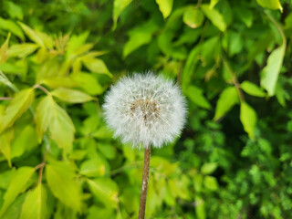 A fluffy white dandelion on a green grassy lawn
