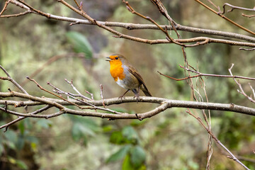 Fototapeta premium European Robin (Erithacus rubecula) in National Botanic Gardens, Dublin - Native to Europe and Asia