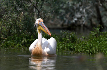 A pelican swimming on the lake