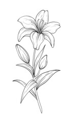 Vector hand drawn lily flower line art