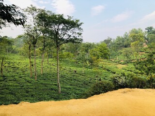 Tea garden landscape view from hill