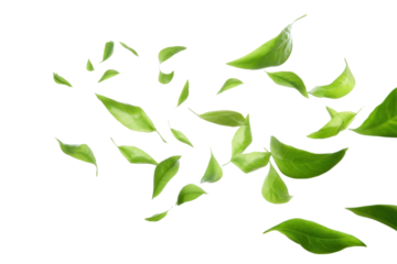 PNG Green tea leaves flying in the air plant green leaf.