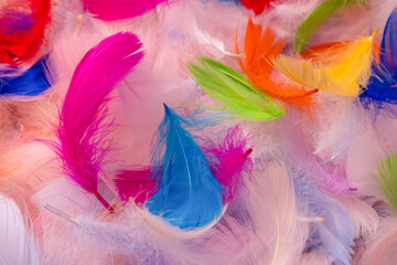 Colorful feather background, top view.