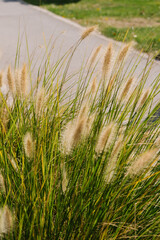 Pampas grass swaying gently in the sunlight, showcasing its golden plumes and lush green blades, perfect for nature scenes and outdoor decor.