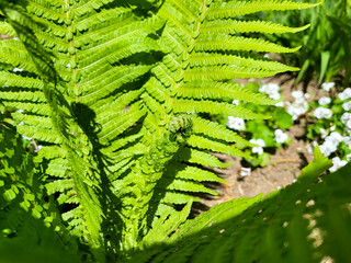On a clear spring day, the bright green leaves of a fern