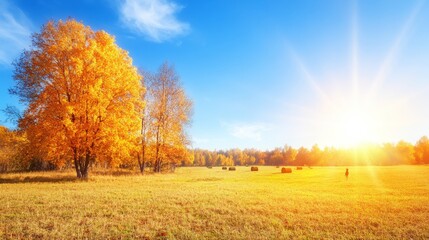 Fototapeta premium Golden Autumn Meadow Hay Bales and Sunlit Trees