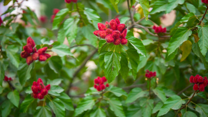 Close-up view of Sindoor tree with vibrant red flowers blooming