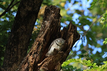 Sleepy Owl.
Spotted Owlet (Athene Brama) is a small owl which breeds in tropical Asia. They roost in small groups in the hollows of trees. Wat Chaloem Phrakiat Worawihan, Nonthaburi ,Thailand
