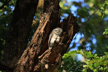Sleepy Owl.
Spotted Owlet (Athene Brama) is a small owl which breeds in tropical Asia. They roost in small groups in the hollows of trees. Wat Chaloem Phrakiat Worawihan, Nonthaburi ,Thailand