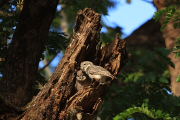 Spotted Owlet (Athene Brama) is a small owl which breeds in tropical Asia. They roost in small groups in the hollows of trees. Wat Chaloem Phrakiat Worawihan, Nonthaburi ,Thailand