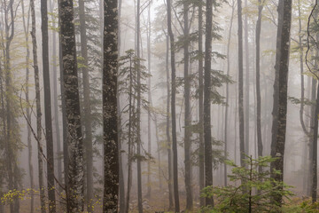 Misty spring woods in the early morning.