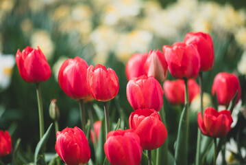 Fototapeta premium Toned photo of red blooming tulips. Close up of tulips blooming in flower bed