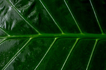 leaf details texture background
