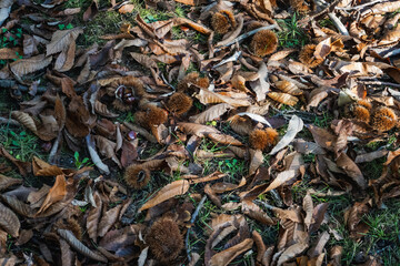 Fallen chestnut shells and dry autumn leaves on forest floor.
