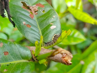 green caterpillar on leaf