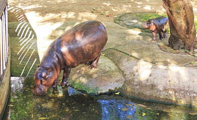 Adorable 3 months old baby Pygmy Hippo being with her mother all the time
