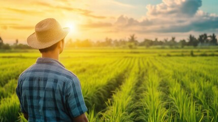 Fototapeta premium Back view of a male farmer wearing a straw hat overlooking lush green rice fields at sunset with vibrant clouds and golden light in the sky.