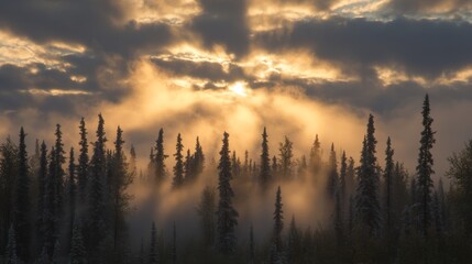 Naklejka premium Golden Sunrise Illuminates Misty Coniferous Forest
