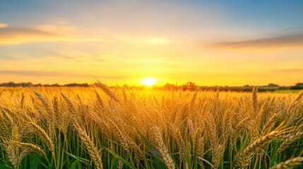 Fototapeta premium Woman's hand gently touching young golden wheat ears in a vibrant sunset over rural fields with warm orange and blue hues.