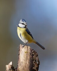 Blue Tit Perched on a Twig with a Blue Forest Background