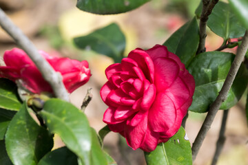 Beautiful camellia flower in garden.