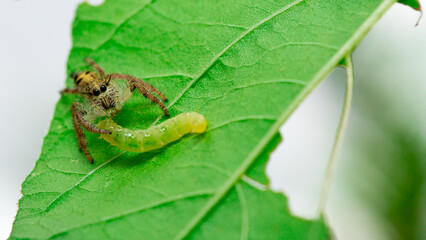 Jumping spider bring his food to home