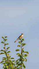 Bird perched on a branch against blue sky