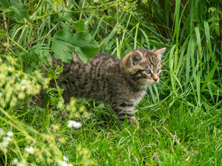 Scottish Wildcat Kitten in Grass