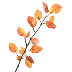 Autumnal Branch: A Study in Orange and Brown Hues