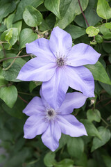 Beautiful purple Clematis flowers.