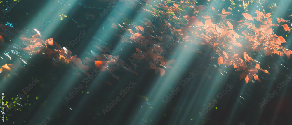 Poster sun rays filtering through leaves in a tranquil forest scene during warm afternoon light
