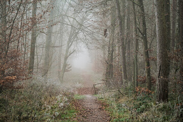 Thick fog in the forest in the Taunus on a winter day