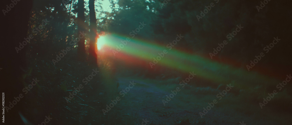 Poster Sun rays filter through trees along a tranquil forest path at dusk