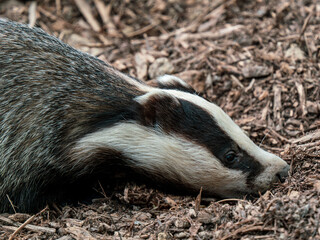 Close up of a Badger © Stephan Morris 