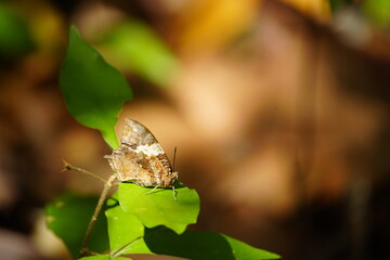 Hypna clytemnestra is a butterfly from the Nymphalidae family found in Central and South America. Fortaleza Botanical Garden - Ceará, Brazil.