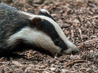 Close up of a Badger © Stephan Morris 