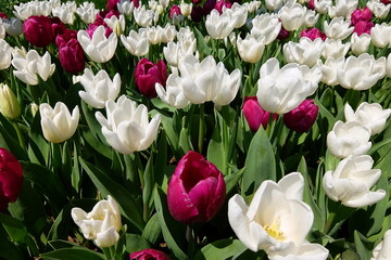 Close-up of beautiful red and white tulip flowers in full bloom. A field of red and white tulips
