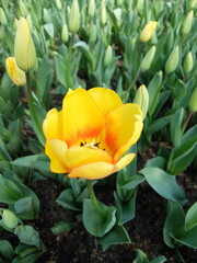 Obraz premium Close-up of beautiful yellow tulip flower in full bloom.
