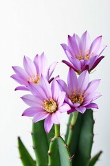 Obraz premium Delicate purple cactus flowers on white background, botanical, spring, nature