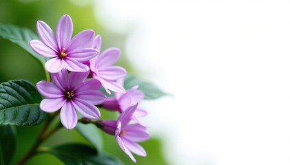 Delicate purple flowers on green leaves against white background, spring, garden