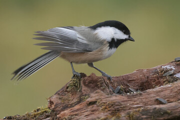 Chickadees fighting over food in feeder