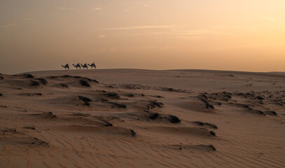 Paseo en camello por las dunas doradas en el Desierto de Lompoul, cerca de Saint Louis , SENEGAL al atardecer.