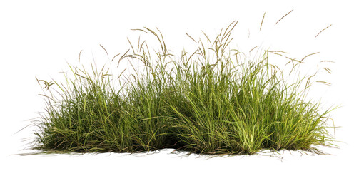 PNG Grass border image grass background isolated.