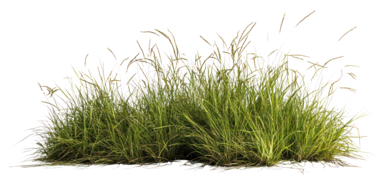 PNG Grass border image grass background isolated.