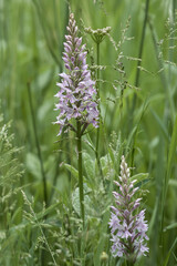 The Common Spotted orchid the county flower of West Lothian