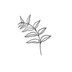  leaf pant line art. Minimalistic line drawing. leaf line art. Botanical drawing illustration by hand.