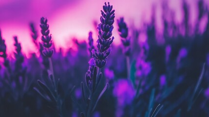 Obraz premium Lavender Field Sunset Purple Hues and Tranquil Beauty
